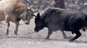 İspir’de boğa güreşleri meydanı coşturdu