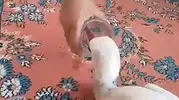 Kızılırmak kıyısında bulduğu yaralı leyleği hayata döndürdü