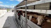 Erzincan yollarında kurbanlık hayvan trafiği mercek altında