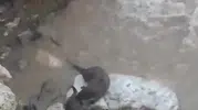 Düzce şehir merkezinde su samurları objektiflere yakalandı