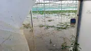 Amasya'da Yeşilırmak taştı çiftçinin ürünleri sular altında kaldı