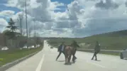 Erzurum caddelerinde kurbanlık paniği