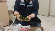Kapıkulede otobüste 2 bin adet canlı yeşil alg yakalandı