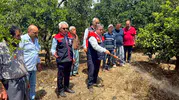 Mersinli üreticiye meyve sineği için ilaç desteği geldi