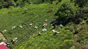 Karadeniz'de çay mesaisi geç başladı