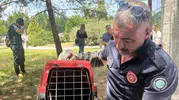 Eskişehir’de poliklinik binasında mahsur kalan sansar kurtarıldı