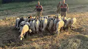 Jandarma sürüyü dronla havadan tarayıp buldu