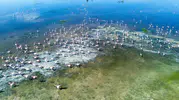 Akgöl yeniden canlandı flamingolar bölgeye geri döndü