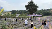 Osmaniye lavanta tarlalarında mor renkli hasat zamanı