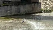 Karabük şehir merkezinde nadir görülen misafir