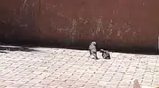 Arnavutköy’de okulun havalandırma boşluğuna sıkışan karga yavrusuna yardım eli