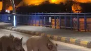 Turizm beldelerinde yaban domuzu sürüsü paniği