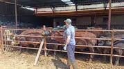 Şuhut ilçesine getirilen ithal hayvanlar yakın takibe alındı