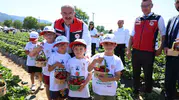 Yenice çilek hasadıyla Türkiye pazarını domine ediyor