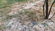Aydın ve İzmir sınırındaki dolu yağışı üreticiyi vurdu