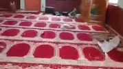 Elazığ’da saldırıya uğrayan köy camisi yeniden ibadete açıldı