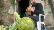 Bursa'da bir enginar ustasının yıllık kazancı dikkat çekiyor