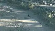 Bingöl’de yoldan geçenler yılanların çiftleşme dansıyla karşılaştı