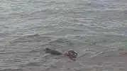 Çıldır Gölü’ne dalan buzağıyı köylüler sandalla kurtardı