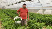Kilosu 350 lira ama tezgaha çıkan anında kapılıyor