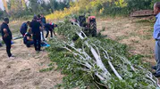 Isparta’da tarladaki ağaç kesimi facia ile bitti