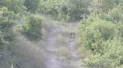 Nevşehir kırsalında tilki kardeşlerin neşeli anları kameraya yansıdı