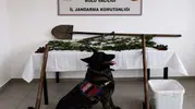 Bolu kırsalında kenevir operasyonu