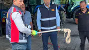 Iğdır'da otomobilin motoruna saklanan davetsiz misafir