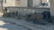 Bodrum sokaklarında gece yarısı domuz sürüsü paniği