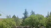 Harput mezarlıklarında sürpriz ziyaretçiler