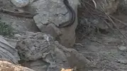 Antalya kırsalında yılanların nadir görülen çiftleşme dansı görüntülendi