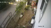 Darıca'da kurnaz karga tavuk kümesini soydu