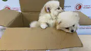 Kapıkule sınırında kaçak köpek operasyonu