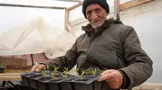 Bayburtlu çiftçi ata tohumlarını ücretsiz fide yaparak yaşatıyor