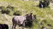 Dron sesi kayıp eşeği sürüsüne geri getirdi