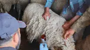 Bolvadin’de küçükbaş sürüler için sağlık taraması başladı