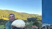 Çorum yaylasında bulunan dev mantar şaşkınlık yarattı