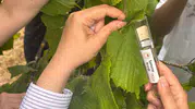 Fındığı kurtarmak için Trabzon bahçelerine samuray arıları bırakıldı