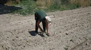 Kuşadası kendi sebzesini yetiştirip uygun fiyata halka sunuyor