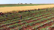 Diyarbakır karpuzunda hasat takvimi dolu felaketiyle değişti