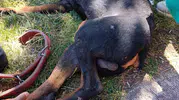 Diyarbakırda köpeğe işkence iddiası