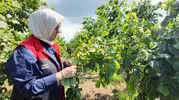 Düzce’de fındık sezonu için geri sayım başladı