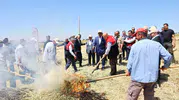 Adıyaman tarlalarında dumanlı hasat dönemi başladı