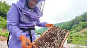 Düzceli kadın üreticiden 2 kovandan 100 kovana uzanan arı sütü başarısı
