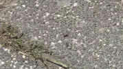 Sarıyer Ayazağa’da kene istilası mahalleliyi sokağa çıkamaz hale getirdi
