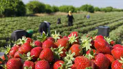 Silifke çileğinde hasat rotası yaylalara dönüyor
