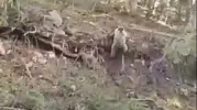Beypazarı yolunda aniden karşınıza ayı çıkarsa ne yaparsınız