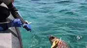 Gökova Körfezi’nde hayata tutunan kaplumbağa