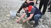 Sinop denizlerinde nesli tükenen mersin balığı seferberliği