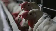 Kuş gribi sınırları aştı: Kapılar kapatıldı